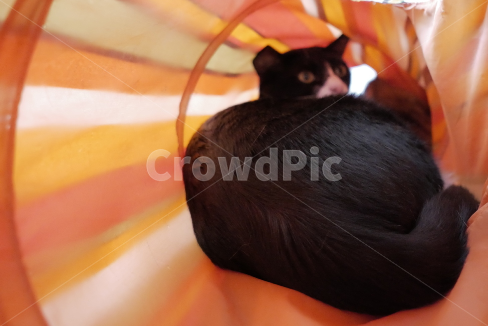 고양이,개냥이,애교,표정,얼굴,호기심,동물,귀여운,동물,animal,포유류,mammal,고양이,cat,kitten,kitty