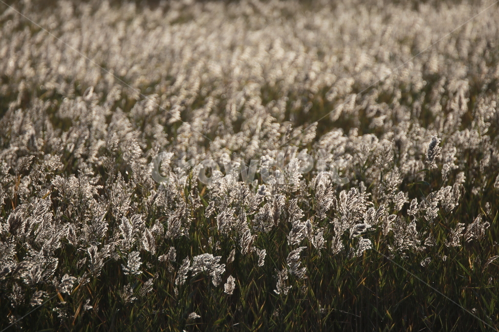 갈대,버들,가을,바람,감성,가을,계절,fall,autumn,season,plant,식물,grass,잔디