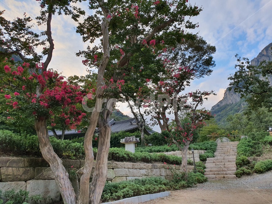 plant,식물,나무,tree,배롱나무,백일홍,하늘,구름,sky,전남,장성,전남장성,절,백양사