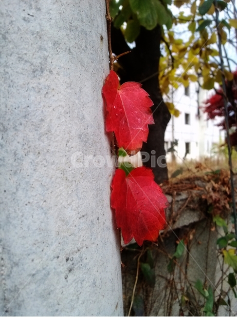 담쟁이,덩쿨식물,단풍,잎,leaf,plant,식물,tree,나무