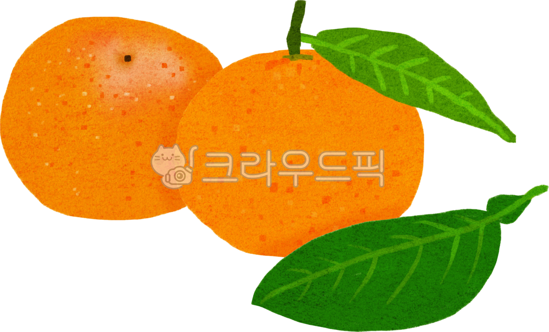 귤잎,귤나무잎,감귤잎,귤,감귤,과일,제주귤,주황색,새콤달콤귤,싱싱한귤,귤그림,귤손그림,귤일러스트,귤요소,겨울간식,겨울과일,겨울열매,제주감귤,제주도과일,제주과일,mandarin,jejufruit,jejumandarin,winterfruit,jejuorange,orange,koreanmandarin,koreanorange