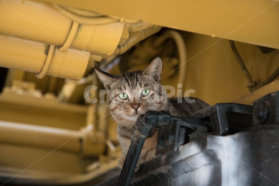 고양이,냥이,냐옹이,야옹이,뭘보냥,길냥이,길고양이,동물,animal,포유류,mammal,고양이,cat,kitten,kitty