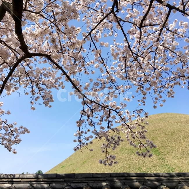 봄,벚꽃,벚꽃나무,하늘,식물,나무,자연,자연풍경,돌담,경주,한국,대릉,봄,계절,spring,season,plant,flower,꽃,blossom,cherry blossom