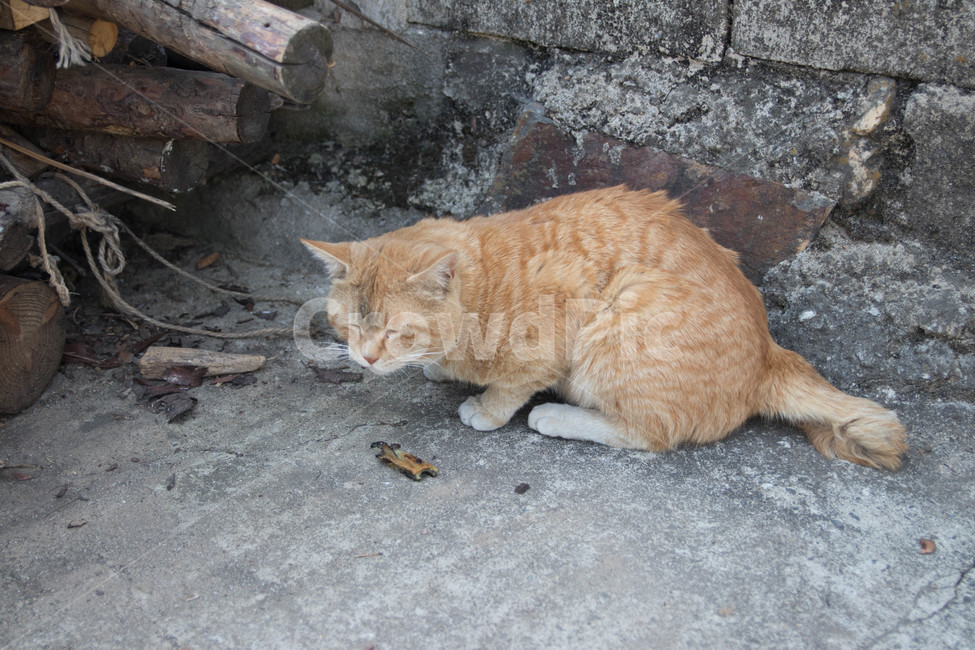 시골고양이,고양이,코리아숏헤어,치즈코숏,cat,시골,반려동물,노란고양이,animalcompanion,animal,길고양이,마당고양이