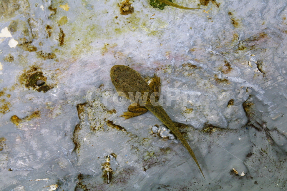 봄,봄경치,동물,개구리,올챙이,파충류,양서류,reptile,amphibian