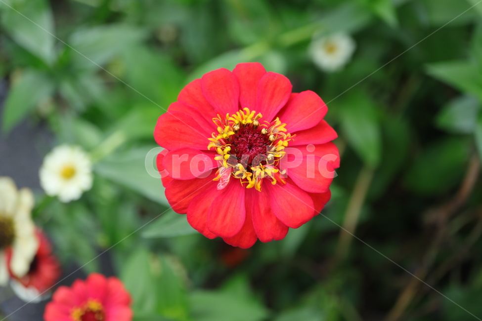 plant,식물,백일홍,zinnia,ninniaelegans,빨강색백일홍,국화과,속씨식물,쌍떡입식물,초롱꽃목,원예종