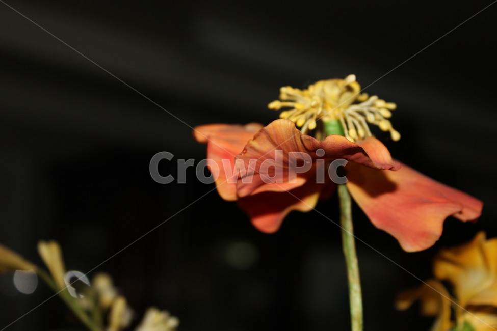 plant,식물,pollen,화분,꽃,감성