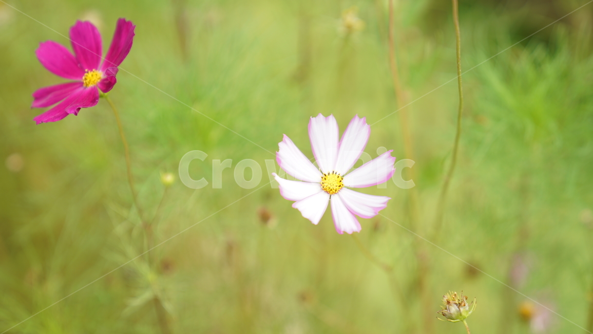 코스모스,꽃,자연,식물,계절,바탕화면,flower,nature