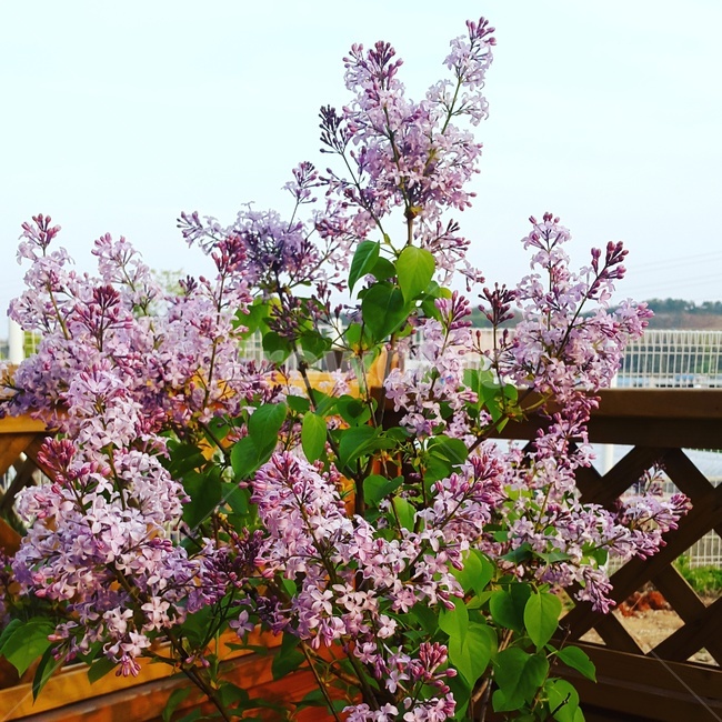 라일락,봄꽃,봄,꽃,꽃나무,봄,계절,spring,season,식물,자연,plants,nature,꽃,flower,plant,blossom