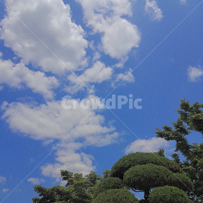 구름,파란하늘,여름,맑은하늘,하늘,초록색,파란색,하얀색,sky,cloud,tree,녹색