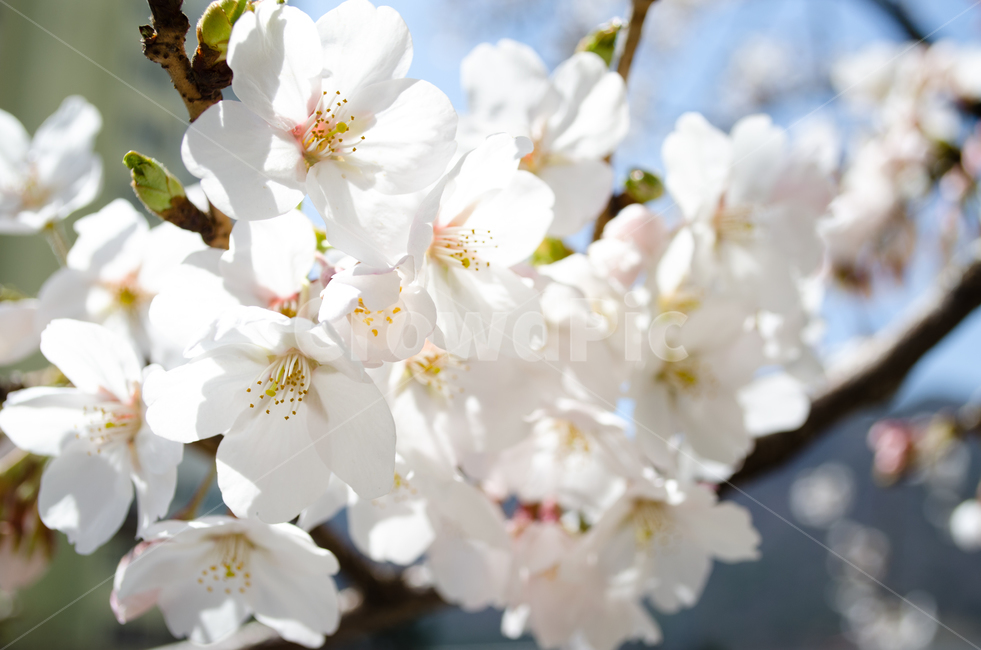 벚꽃,봄,자연,꽃,나무,cherryblossom,spring,natural,flower,tree,싱그러움,fresh,하얀,white