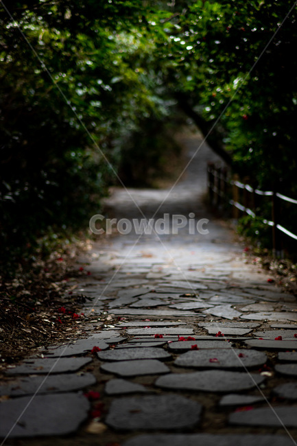 flagstone,판석,path,통로,walkway,보도,식물,자연,plants,nature,꽃,flower