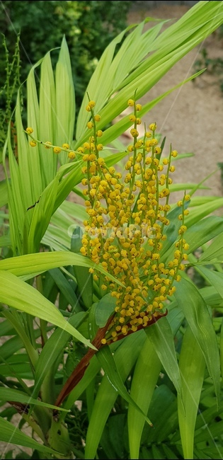 노랑,초록,꽃,자연,식물,풀,들풀,들꽃,야생화,flower,plants,nature,배경,봄,여름