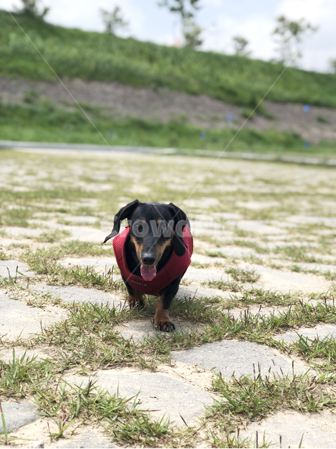 강아지,닥스훈트,애완동물,반려동물,반려견,개,산책,애완견,dog,동생,걸음,짧은다리,풀,돌
