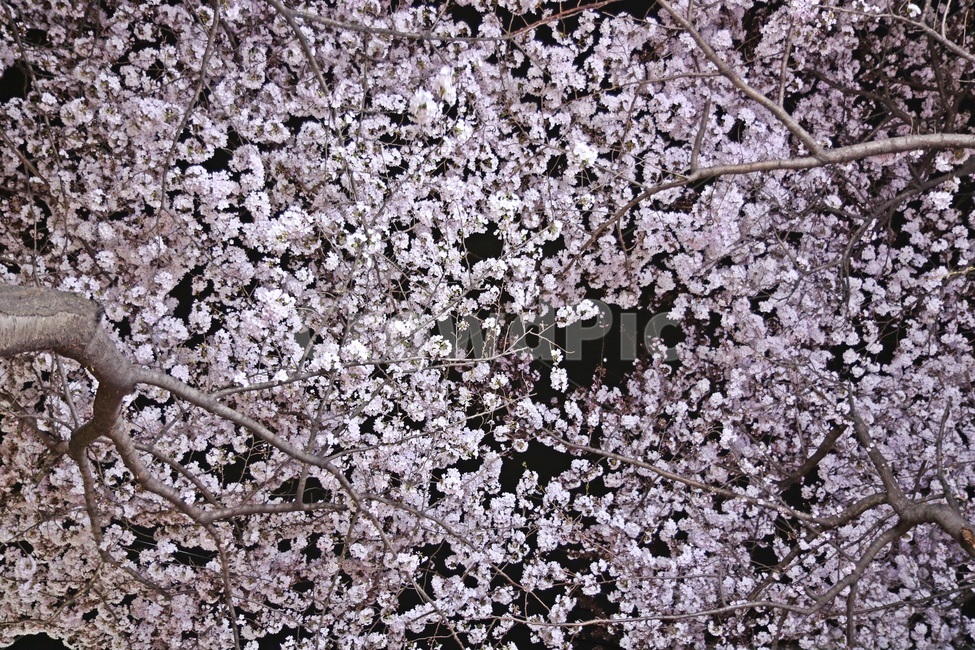 벚꽃,cherryblossoms,벚꽃나무,봄꽃,springflowers,봄,계절,spring,season,야경,밤,풍경,nightscape,night,landscape,식물,자연,plants,nature,꽃,flower,나무,trees,wood,plant,blossom,cherry blossom