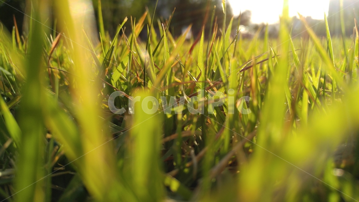 잔디,녹색,연두색,배경,감성,계절,grass,green,background,emotional,season