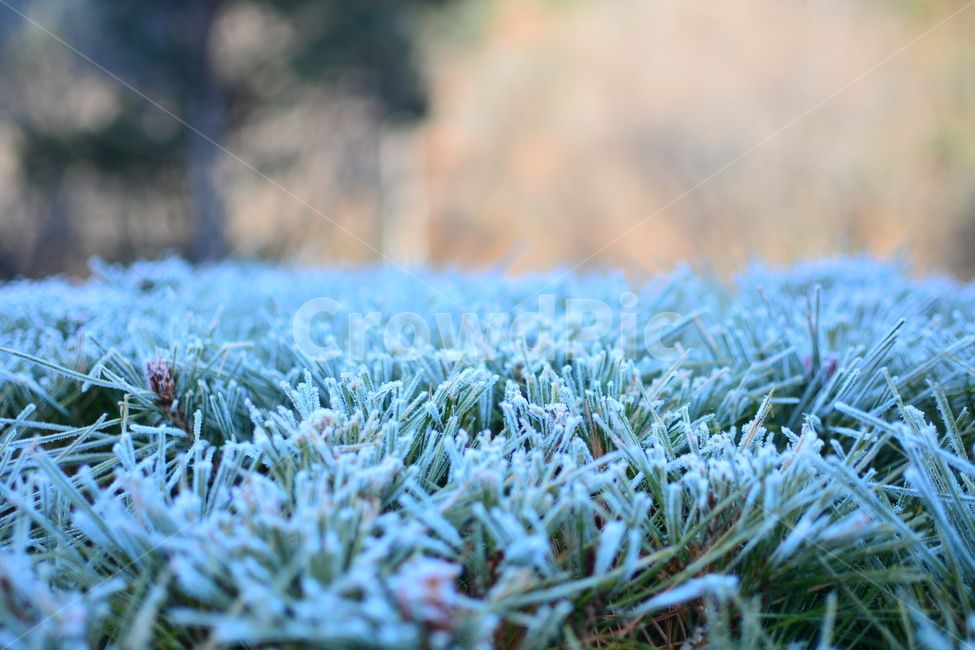 서리,서릿꽃,감성,식물,겨울,계절,접사,클로즈업,winter,season,자연,plants,nature,산,ice,등산,상고대,눈,frost,snow,빙,outdoors,옥외