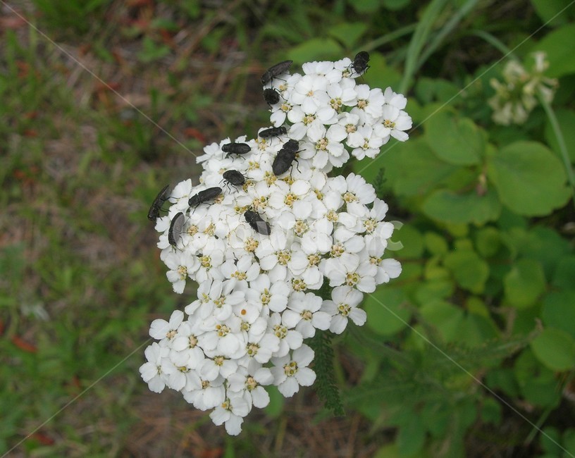 plant,식물,꽃,flower,곤충,벌레,insect,bug