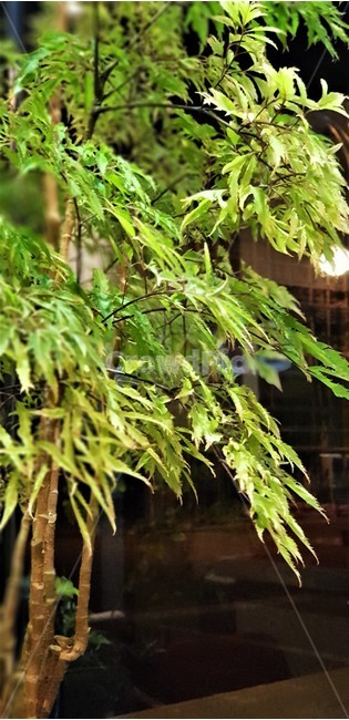 자연,식물,나무,빛,초록,어둠,불빛,nature,green,식물,자연,plants,nature