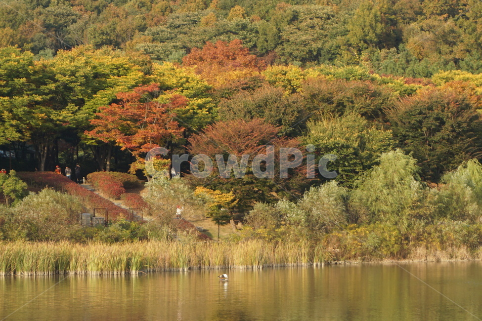 가을,풍경,단풍,나무,숲,가을,계절,fall,autumn,season,tree,plant,식물,water,물,outdoors,옥외,nature,자연