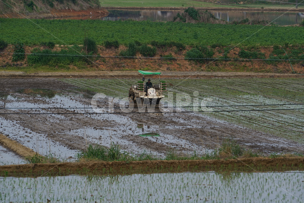 모내기,농촌풍경,모심기,모내기철,이양기,농업,농사,agriculture,farming,farming industry