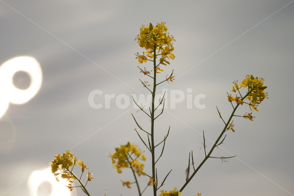 green leaves,petal,plant,bokeh,rape flower,Ring Donut Bokeh,flower