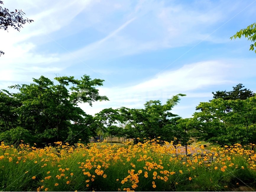 금계국,봄,풍경,노랑,파랑하늘,햇빛,봄,계절,spring,season,자연,풍경,nature,landscape,식물,plants,꽃,flower,나무,trees,wood,field,들,outdoors,옥외,grassland,목초지