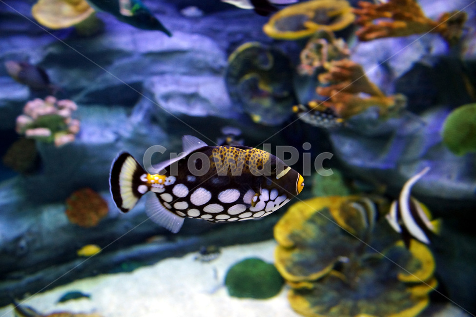 물고기,수족관,아쿠아,물,유리,fish,aquarium,aqua,water,glass,동물,animal,어류,물고기,fish