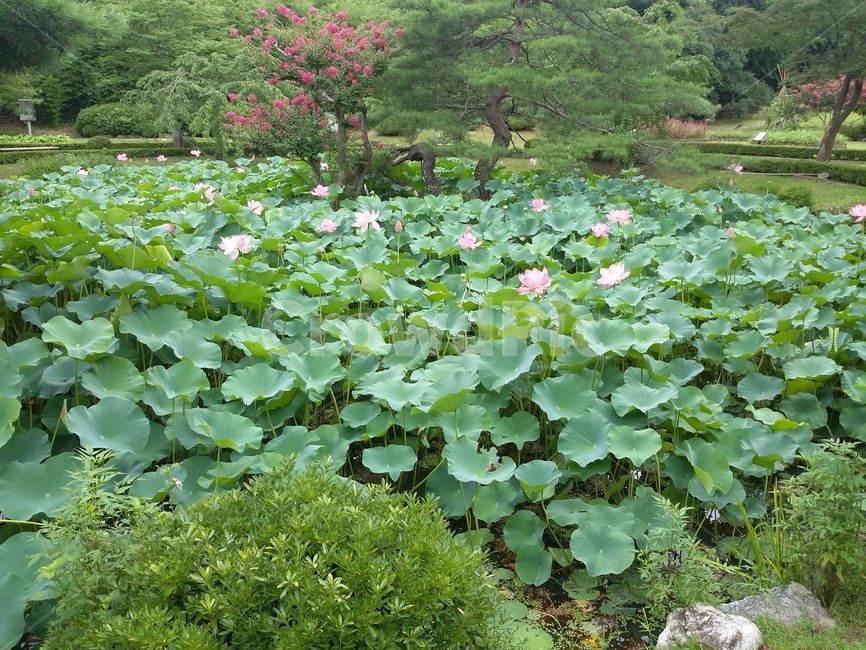 연꽃,자연,여름,풍경,나무