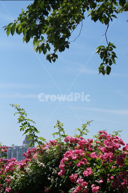 장미꽃,장미,핑크,풍경,5월,맑음,빛,식물,자연,plants,nature,꽃,flower