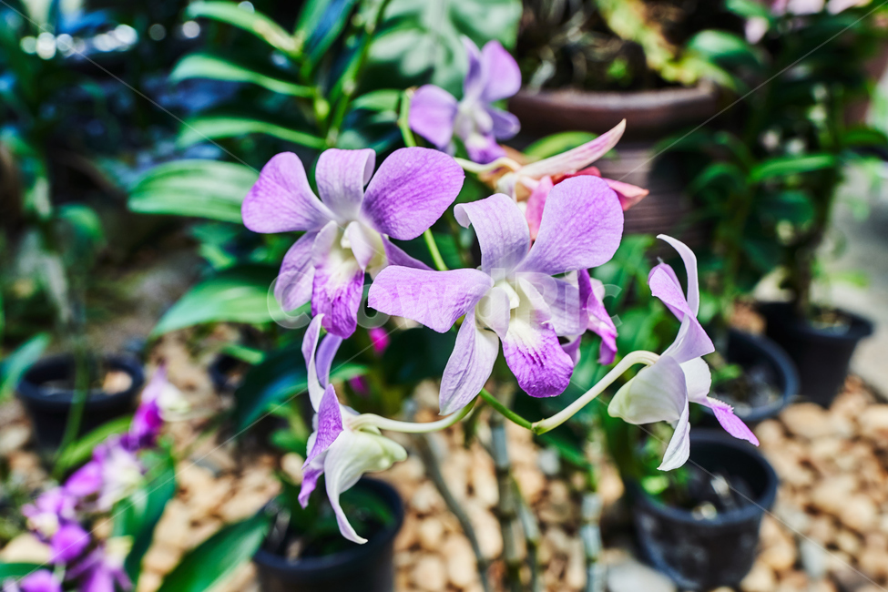 피어나는,꽃,향기,봄,잎,식물,자연,plants,nature,꽃,flower