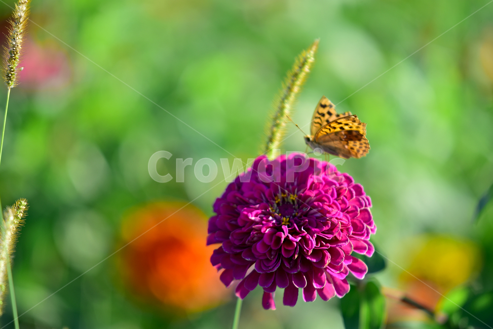백일홍,꽃,식물,플라워,나비,곤충,꽃잎,백일초,flower,blossom,plants,butterfly,식물,자연,plants,nature,꽃,flower
