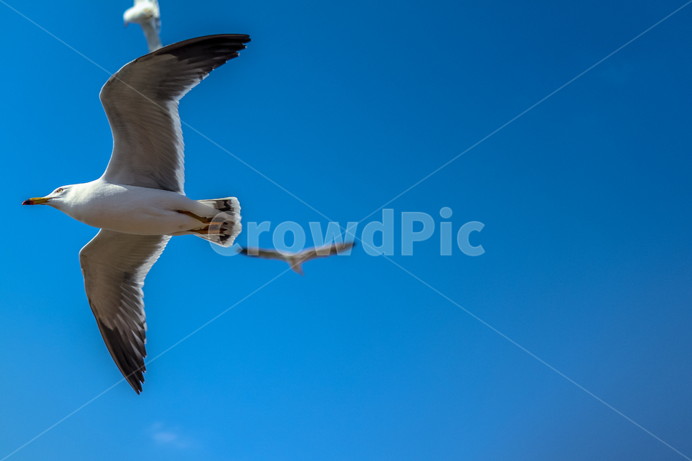 갈매기,새,동물,비행,포착,동물,animal,조류,새,birds
