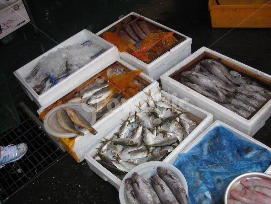 수산물,생산,수산시장,시장,좌판,스티로폼