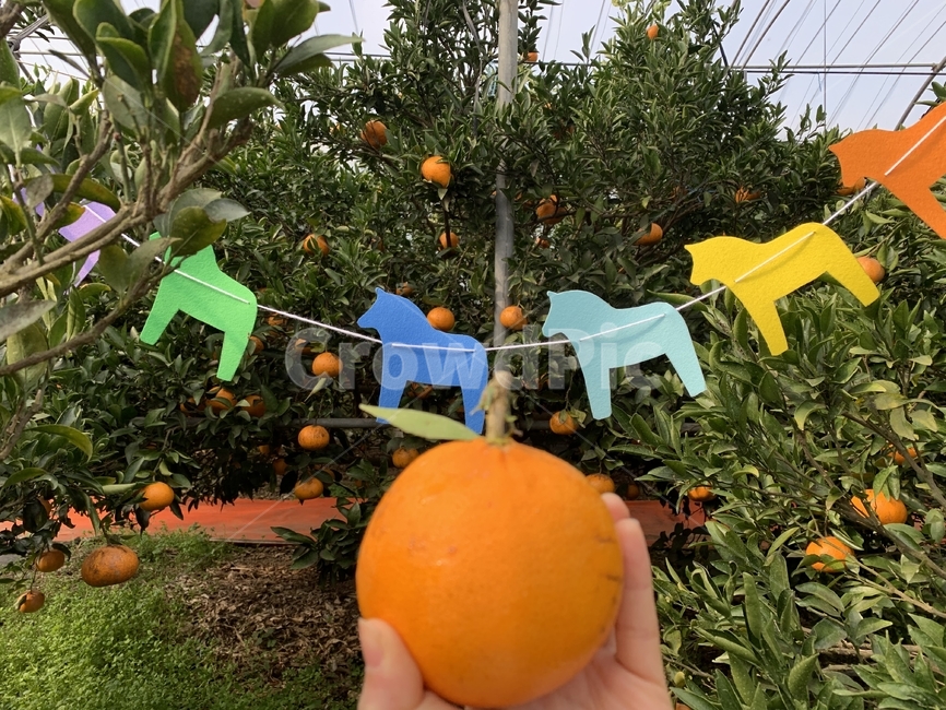 감귤류과일,과일,fruit,천혜향,귤,귤따기,농원
