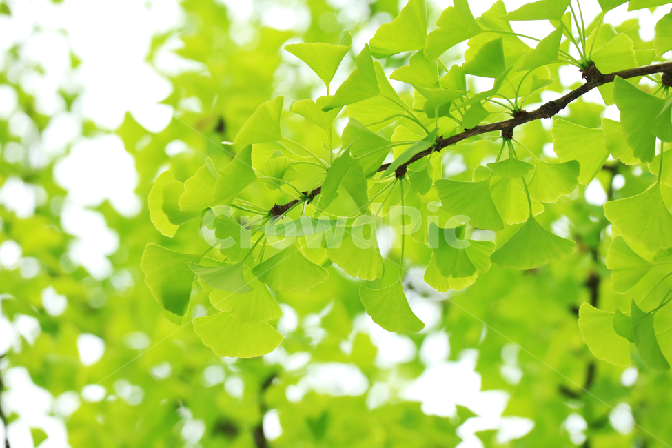 나뭇잎,봄,식물,자연,배경,배경이미지,초록,잎,잎사귀,나무,식물,자연,plants,nature