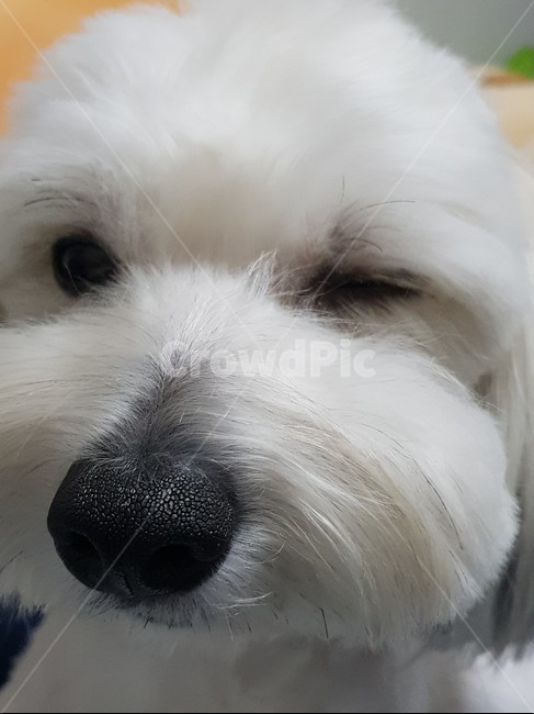 윙크,강아지,애견,동물,꼬똥,꼬똥드툴레아,cotondetulear,dog,animal,wink