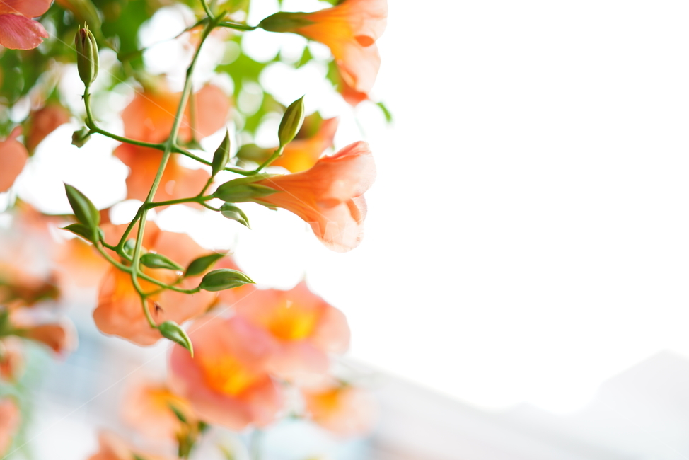능소화,꽃,플라워,색감,주황,식물,생물,생명,flower,컬러