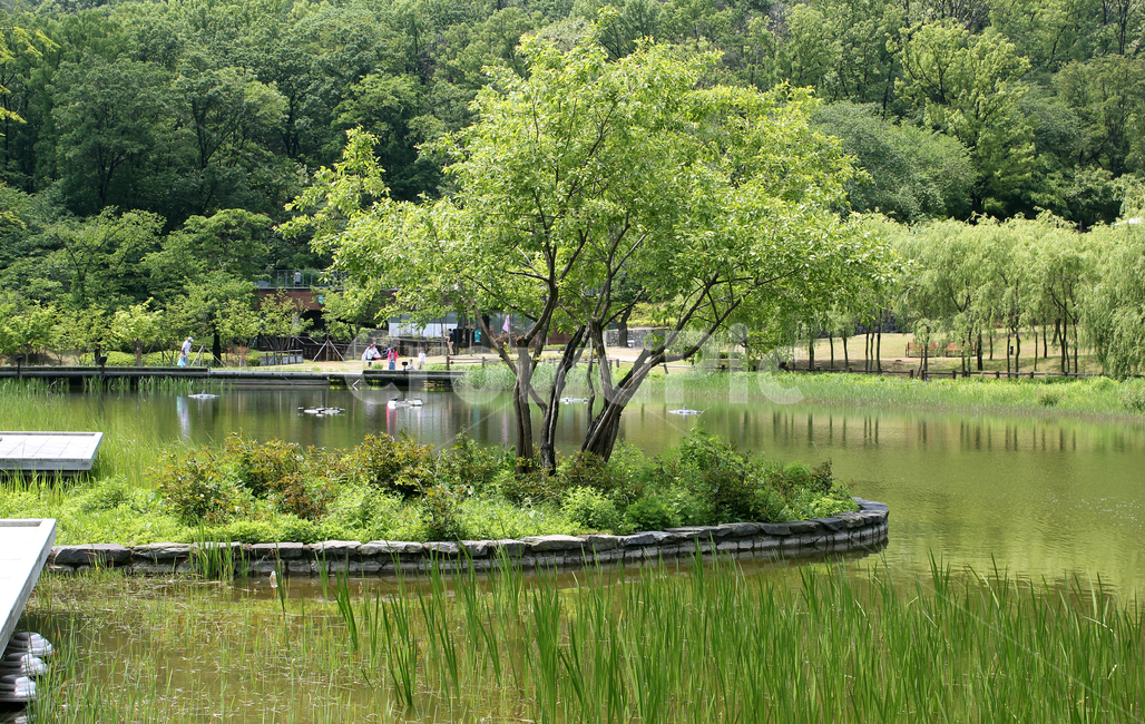북서울꿈의숲,한국,서울,숲,공원,정원,언덕,잔디,풀,물풀,물가,강가,반영,산책로,호수,강,연못,생태공원,생태정원,자연,그린,녹색,초록색,산,나무,자연,풍경,nature,landscape,water,물,outdoors,옥외