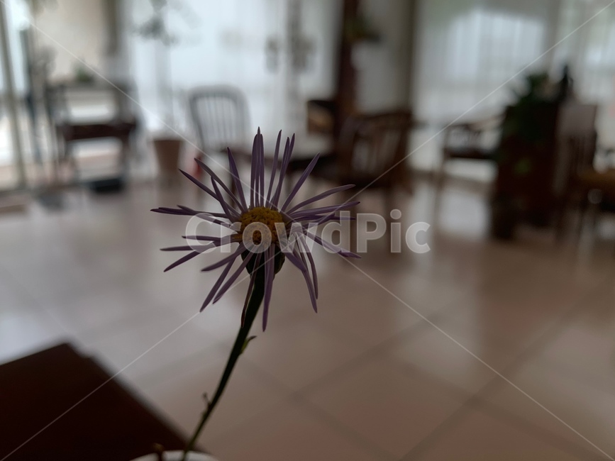 아웃포커스,배경,감성,꽃,꽃한송이,한송이,식물,자연,plants,nature,꽃,flower
