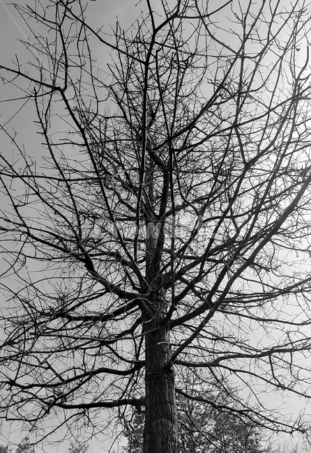 나무,나무가지,겨울,흑백,tree,식물,자연,plants,nature,나무,trees,wood,흑백,모노톤,monochrome,black and white