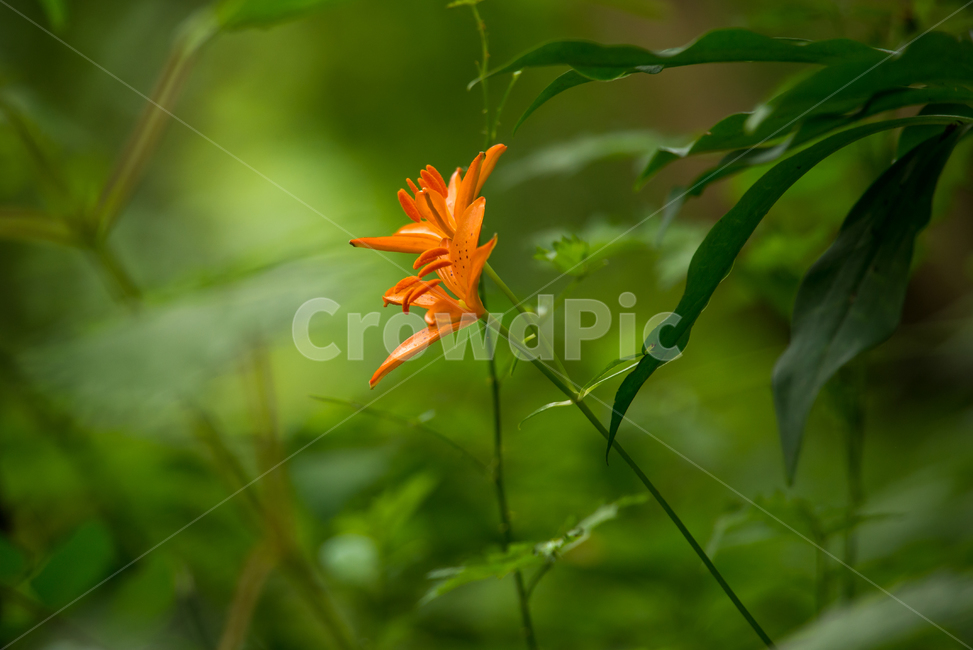 나리,털중나리,야생화,꽃,식물,flower,plants