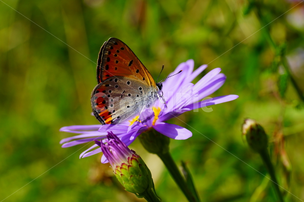 벌개미취,쑥부쟁이,나비,부전나비,곤충,벌레,꽃,플라워,자연,식물,butterfly,insect,flower,nature,bug,접사,클로즈업,closeup,macro,매크로,마크로,9월,가을,september,autumn,fall,꽃사진,가을꽃,가을,계절,fall,autumn,season,식물,자연,plants,nature,꽃,flower,동물,animal,곤충,벌레,insect,bug