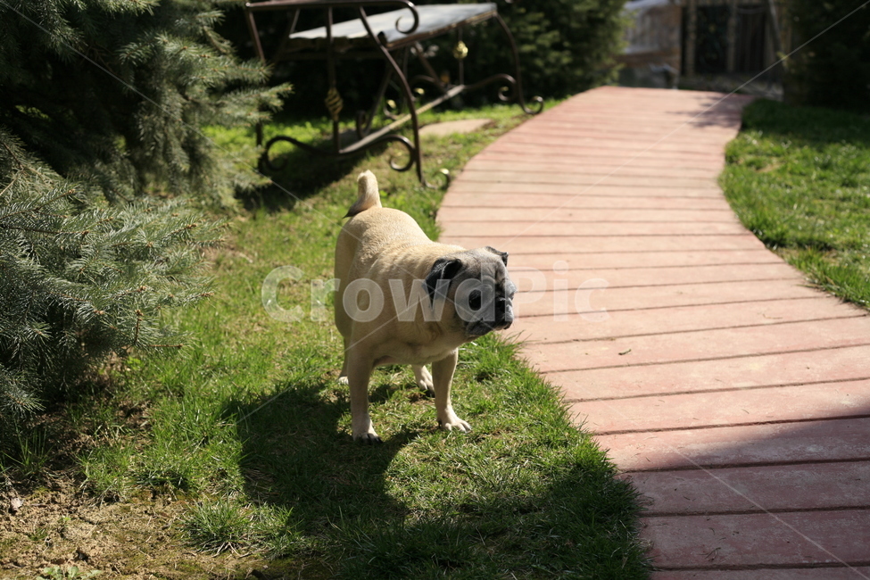 퍼그,강아지,산책,공원,애완동물,동물,animal,포유류,mammal,개,강아지,dog,doggy