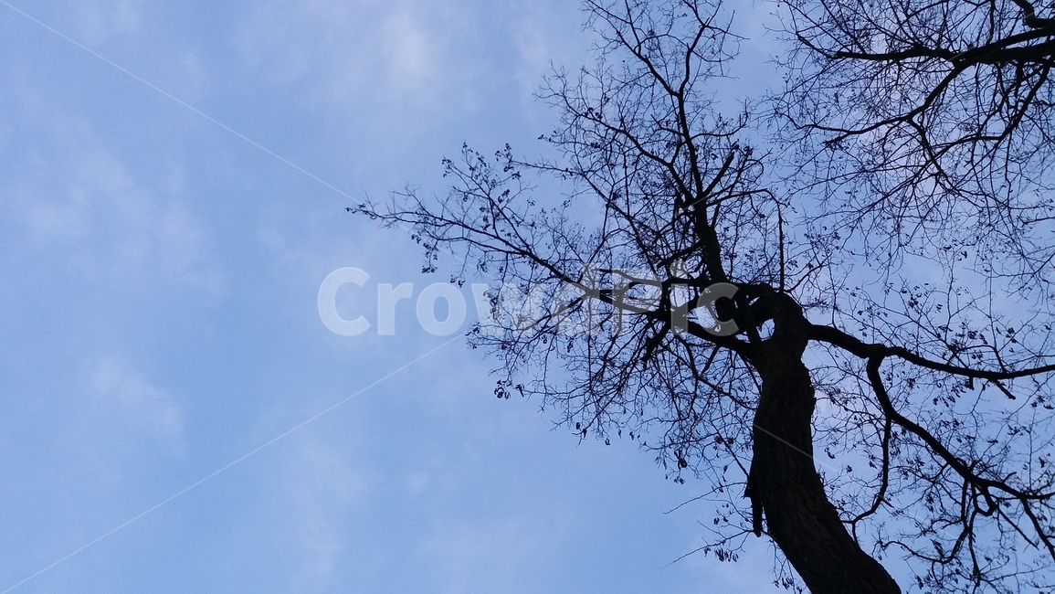 tree,나무,plant,식물,treetrunk,나무줄기,하늘,구름,밤,저녁,식물,자연,plants,nature,나무,trees,wood