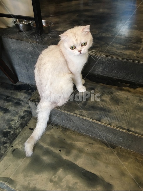 고양이,페르시안,흰색고양이,동물,감성,화이트,흰색,실내,카페,건물,동물,animal,포유류,mammal,고양이,cat,kitten,kitty