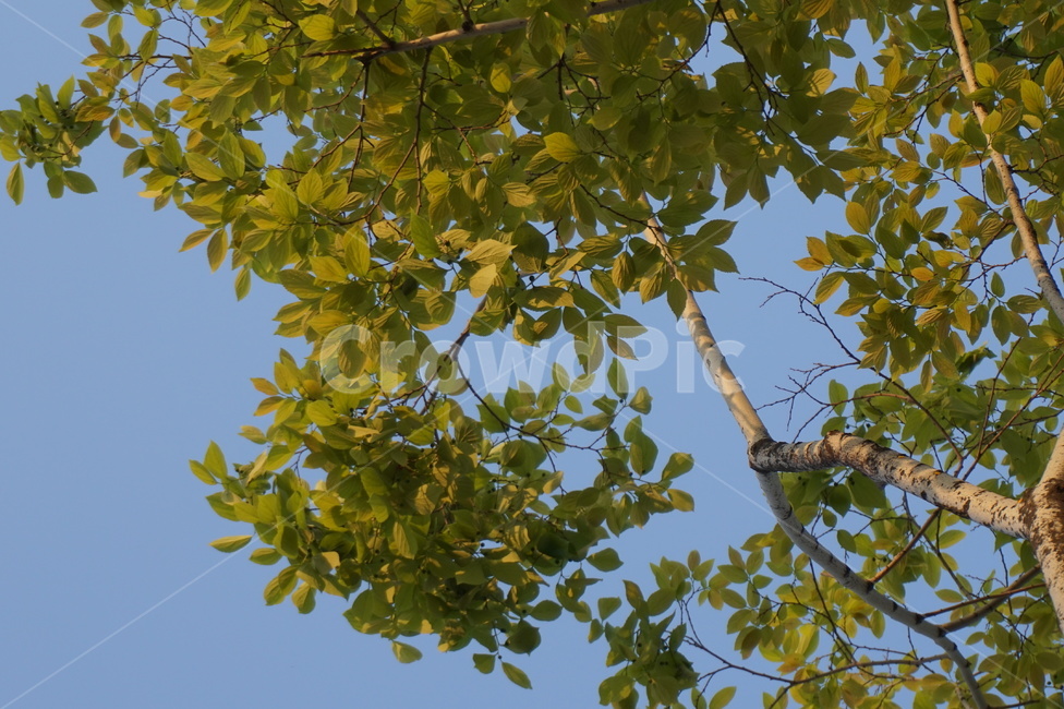 하늘,나무,맑은날,맑은하늘,파란하늘,푸른하늘,식물,자연,plants,nature,나무,trees,wood