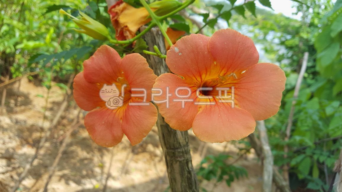 능소화, campsisgrandiflora, chinesetrumpetvine, 야생화, wildflower, 사…