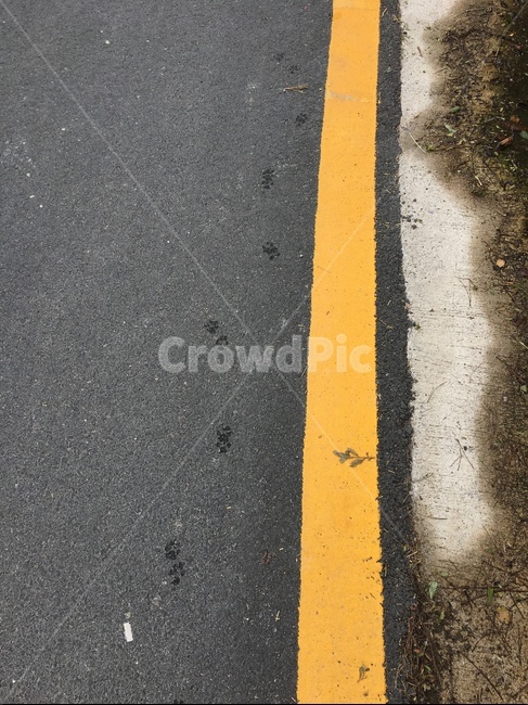 강아지,발자국,물,개,개발자국