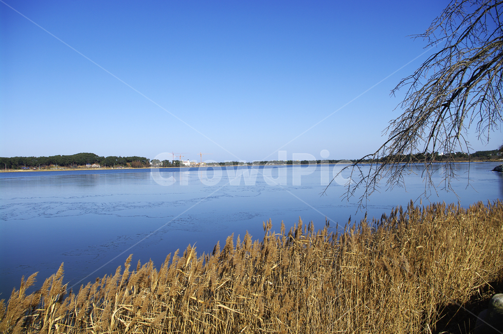 호수,갈대,식물,plant,겨울,겨울,계절,winter,season,자연,풍경,nature,landscape,grass,잔디,lawn,reed